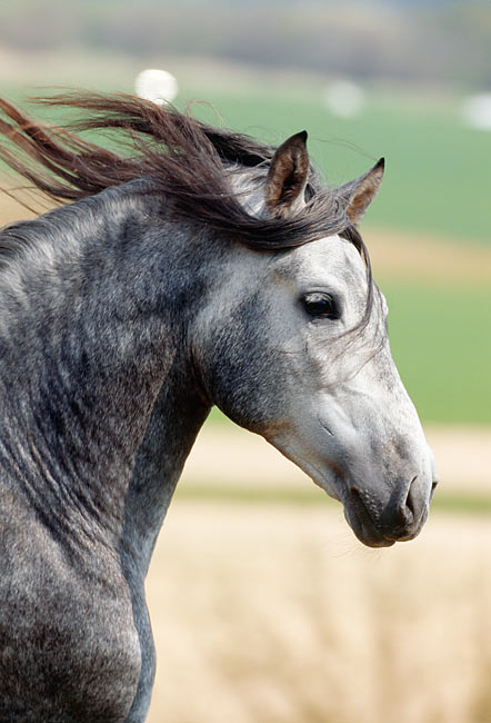 Dapple gray horse Free Stock Photos, Images, and Pictures of Dapple gray  horse